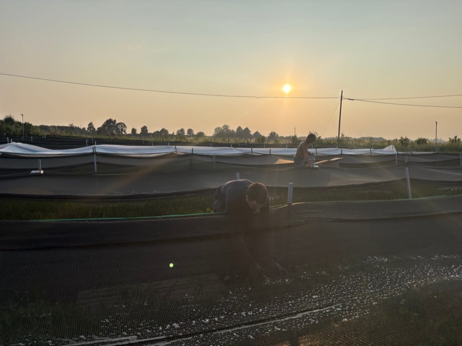 Recinti di allevamento all'alba, con la rete di protezione tesa sui filari.