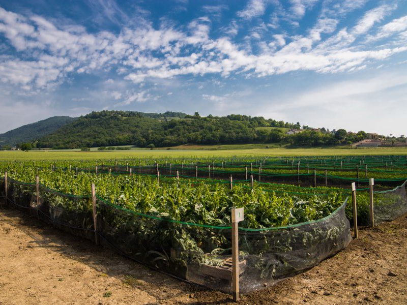 Panoramica di un impianto elicicolo con file di recinti e vegetazione seminata.
