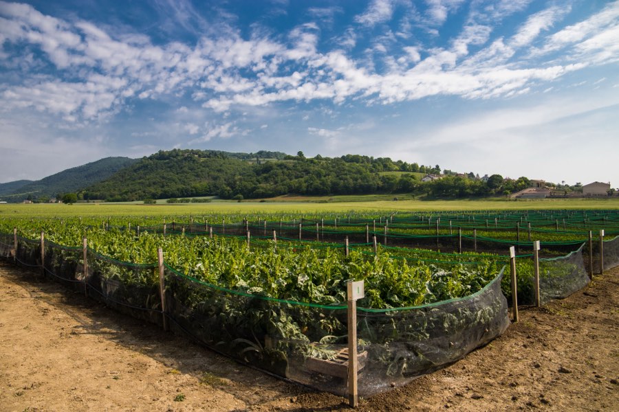 Panoramica di un impianto elicicolo con file di recinti e vegetazione seminata.