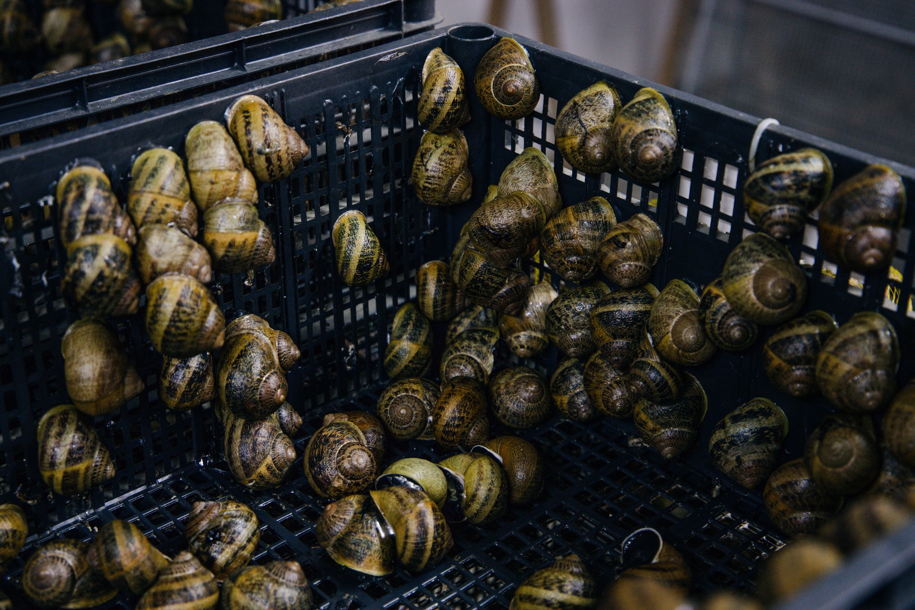 Des escargots dans des caisses de purge ventilées.