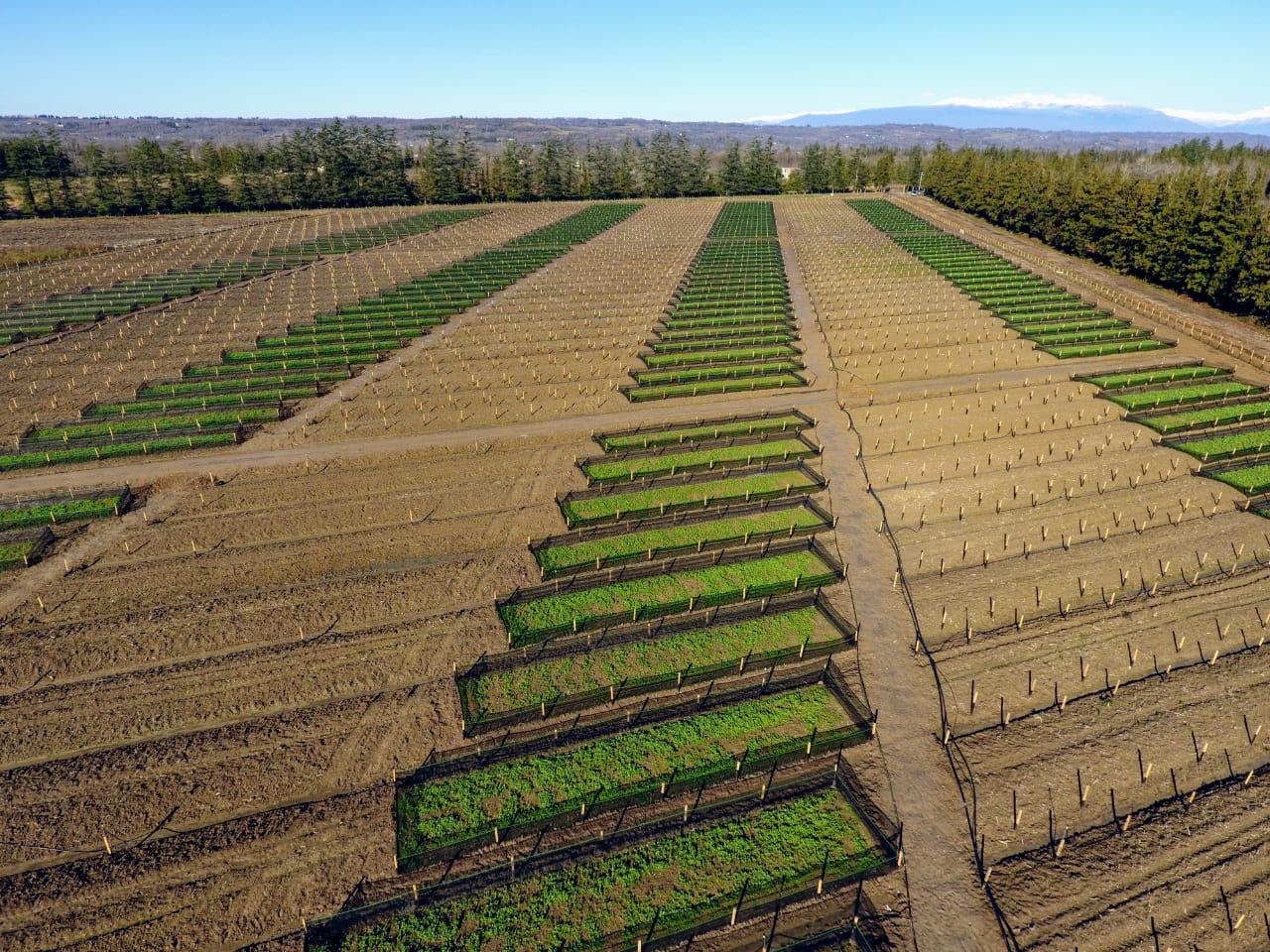 A large snail farm seen from above.