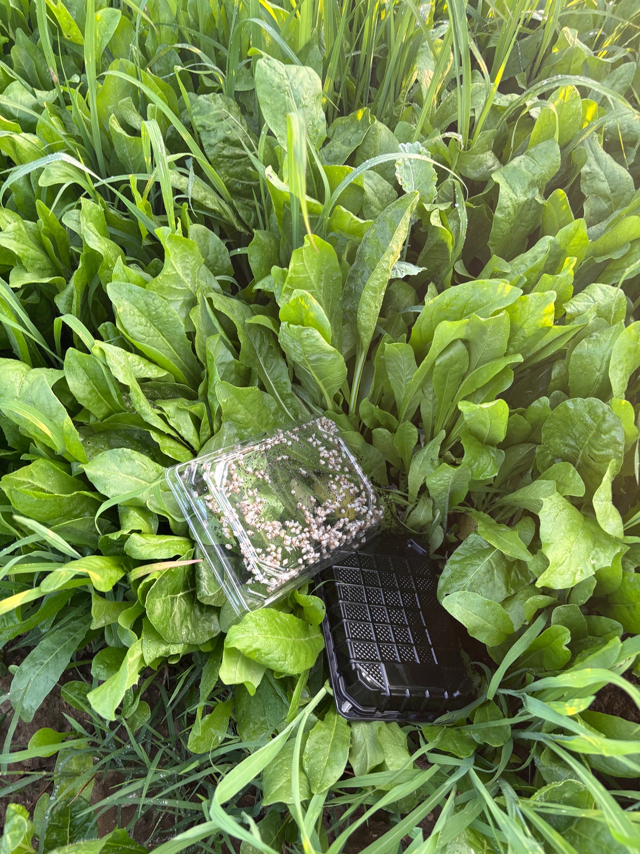 Un bac de jeunes escargots posé dans la végétation d’un parc.