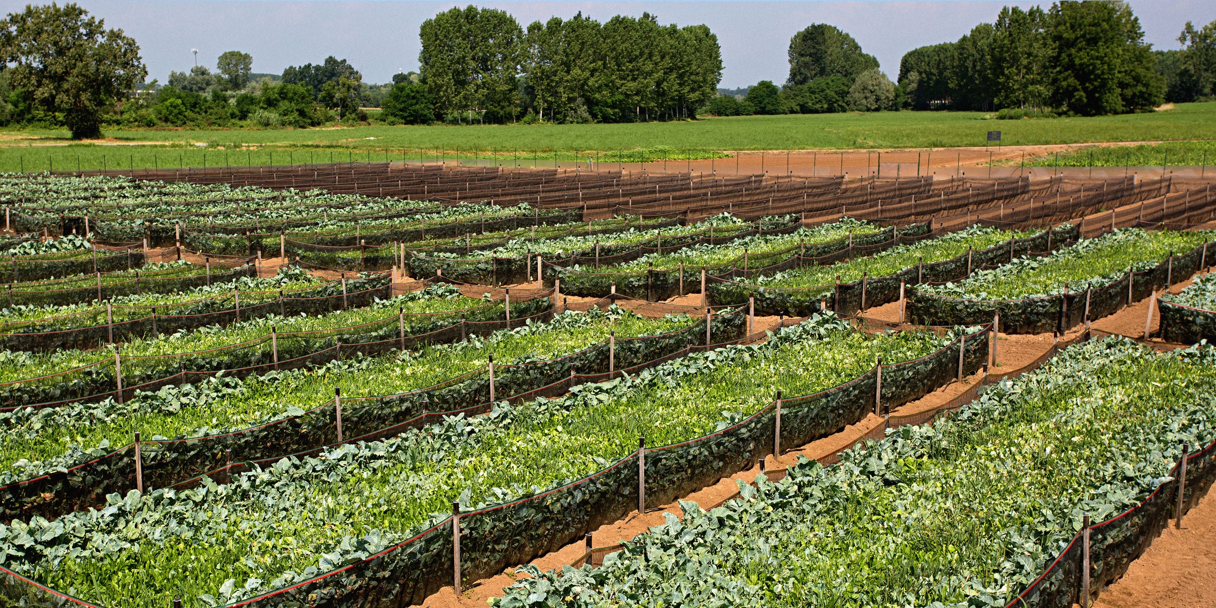 Rangées de parcs clôturés et couverts de végétation sur un sol sableux.