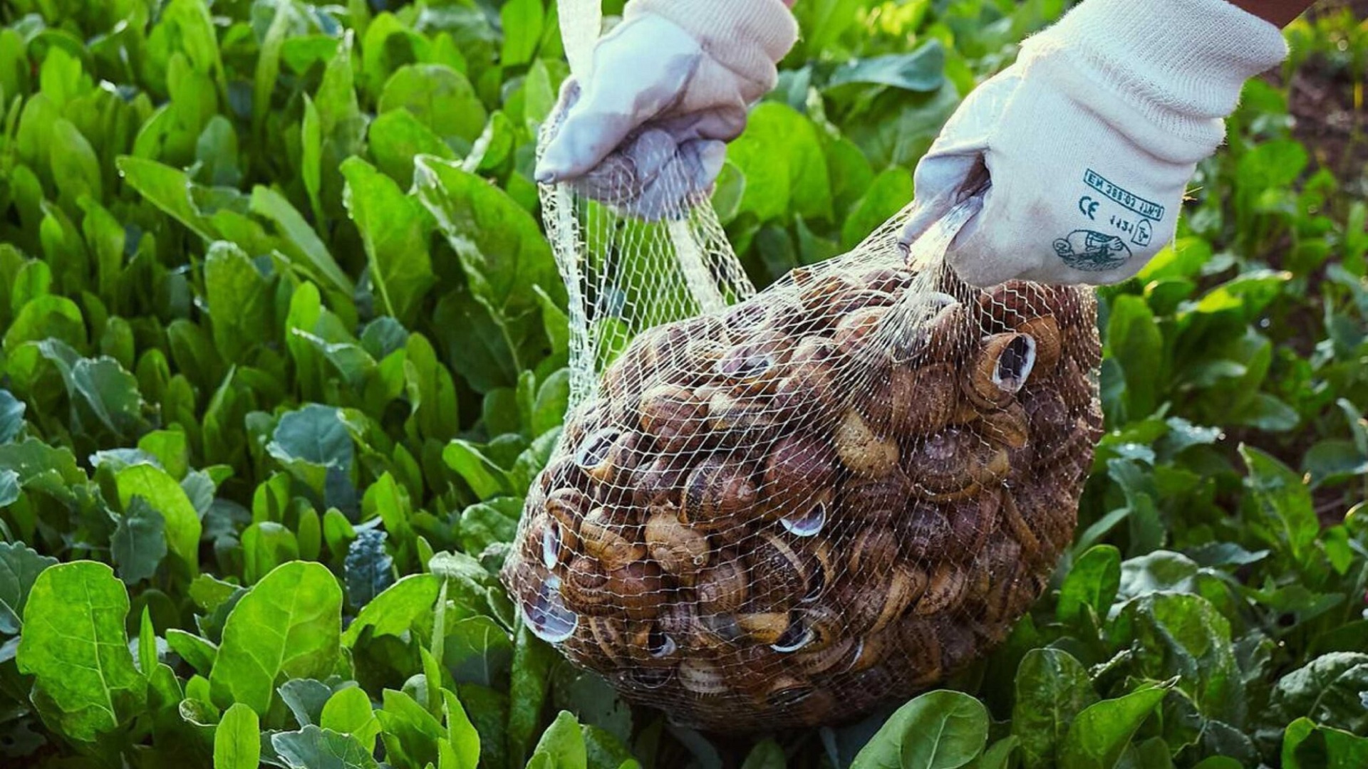 Des mains gantées soulèvent un filet rempli d’escargots au-dessus de la végétation.
