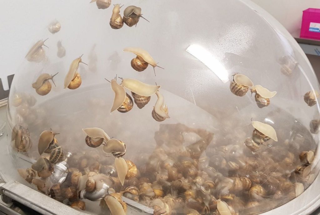 Snails inside the transparent dome of a Muller extractor.
